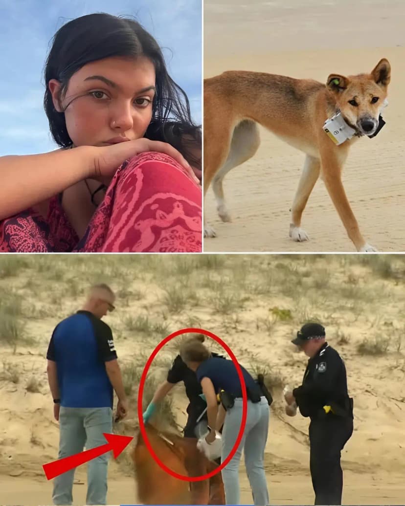 FINAL VIDEO ON THE BEACH: Police have just released the final 17-second video of Piper James being attacked by the dog; the third second is truly haunting as her entire body… Watch the full video below…👇