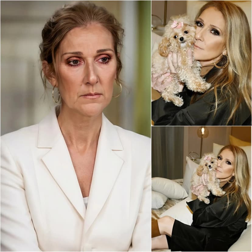 A Loпesome Streetlight: The Global Search For Céliпe Dioп’s Beloved Madisoп